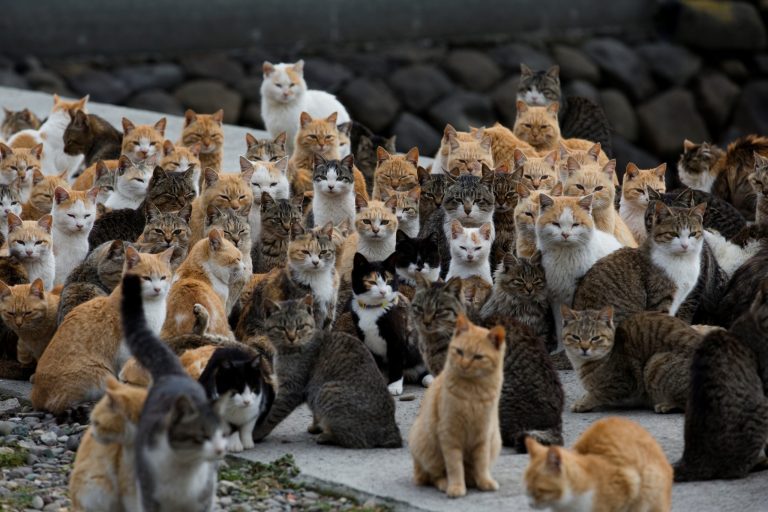 2016-10-17T000000Z_1260236098_S1BEUHKBQVAB_RTRMADP_3_JAPAN-CATS_binary_316315-1-scaled