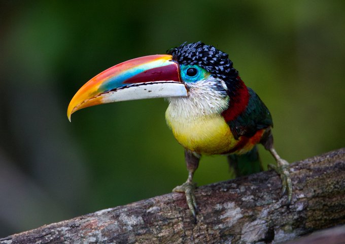 aracari