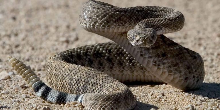 cobra-cascavel-como-vive-uma-das-cobras-mais-venenosas-do-mundo-5