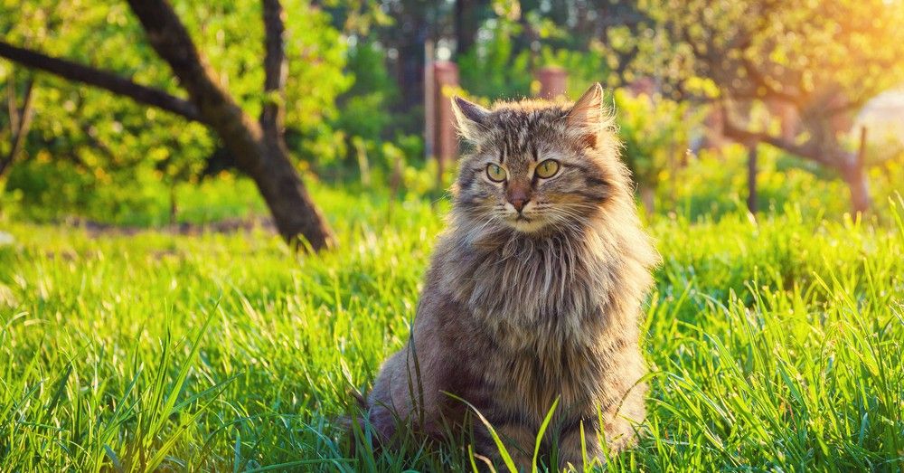 hierba-para-gatos-beneficios