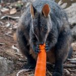 marsupial-rock-wallaby-nativo-da-australia-comendo-cenoura-despejada-do-ceu-apos-incendio-1578934478563_v2_900x506