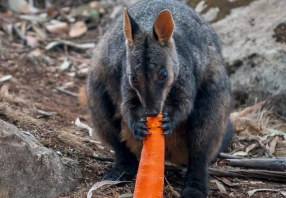 marsupial-rock-wallaby-nativo-da-australia-comendo-cenoura-despejada-do-ceu-apos-incendio-1578934478563_v2_900x506
