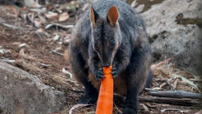 marsupial-rock-wallaby-nativo-da-australia-comendo-cenoura-despejada-do-ceu-apos-incendio-1578934478563_v2_900x506