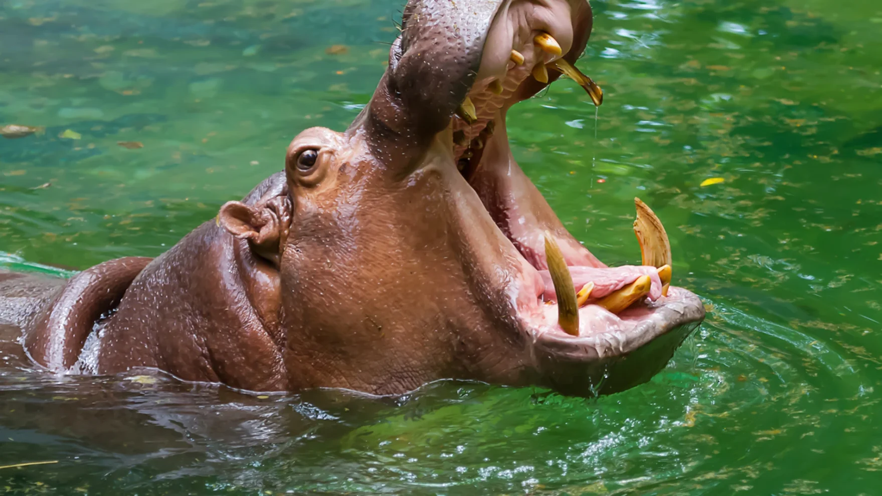 que-comen-hipopotamos-otras-diez-curiosidades-estos-animales_98
