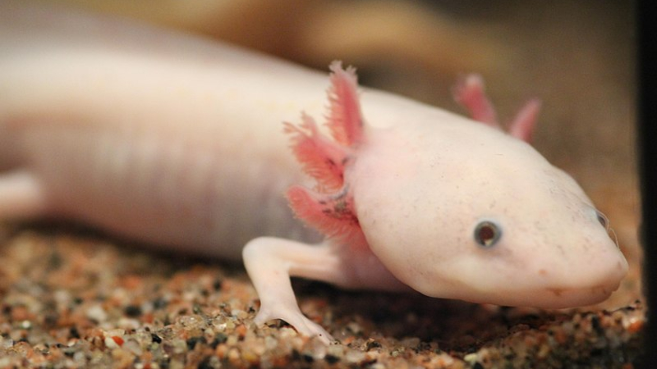 axolote