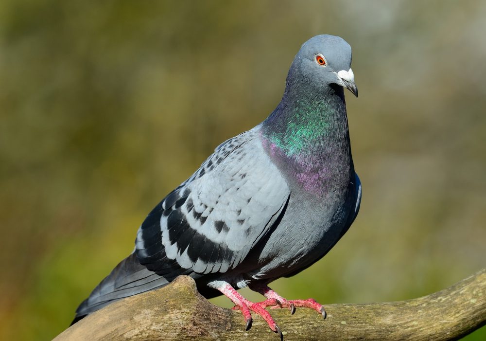 pombo-comum_349117397-1000x701