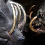 Sobre-o-Babirussa-Babyrousa-celebensis-3