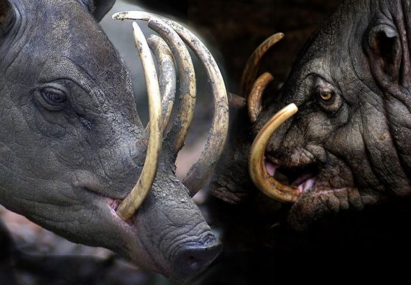 Sobre-o-Babirussa-Babyrousa-celebensis-3