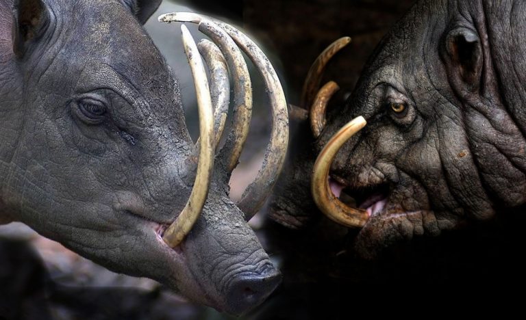 Sobre-o-Babirussa-Babyrousa-celebensis-3